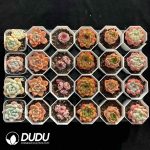 XX Echeveria Collocation 3