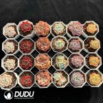 XX Echeveria Collocation 4