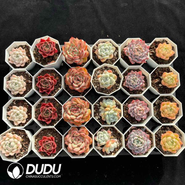 XX Echeveria Collocation