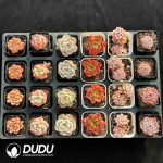 XX Echeveria Collocation 5