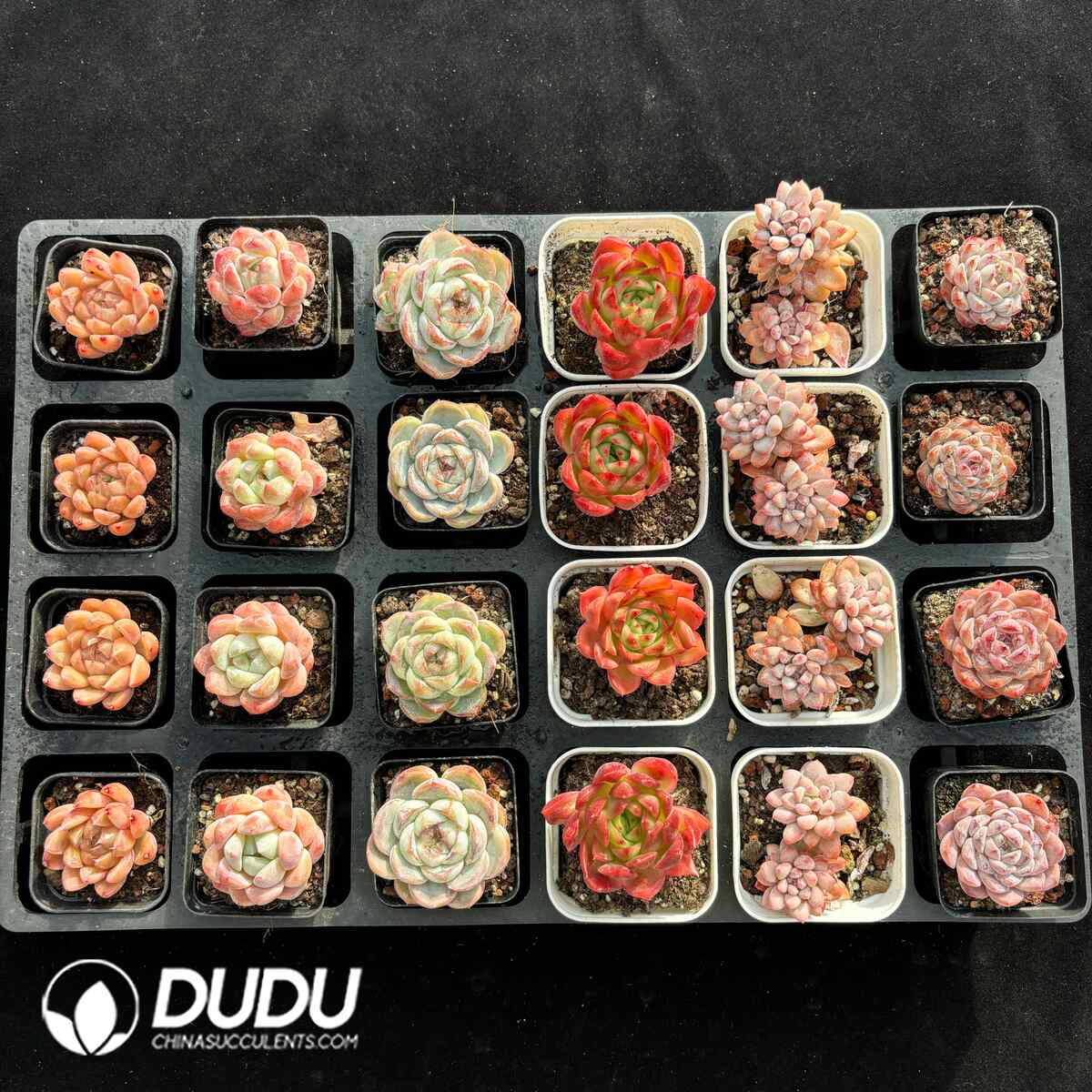 e201-1689.jpg XX Echeveria Collocation 5 - Image 1