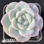 Echeveria Ice Jade