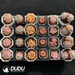 XX Echeveria Collocation 6