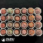 XX Echeveria Collocation 7