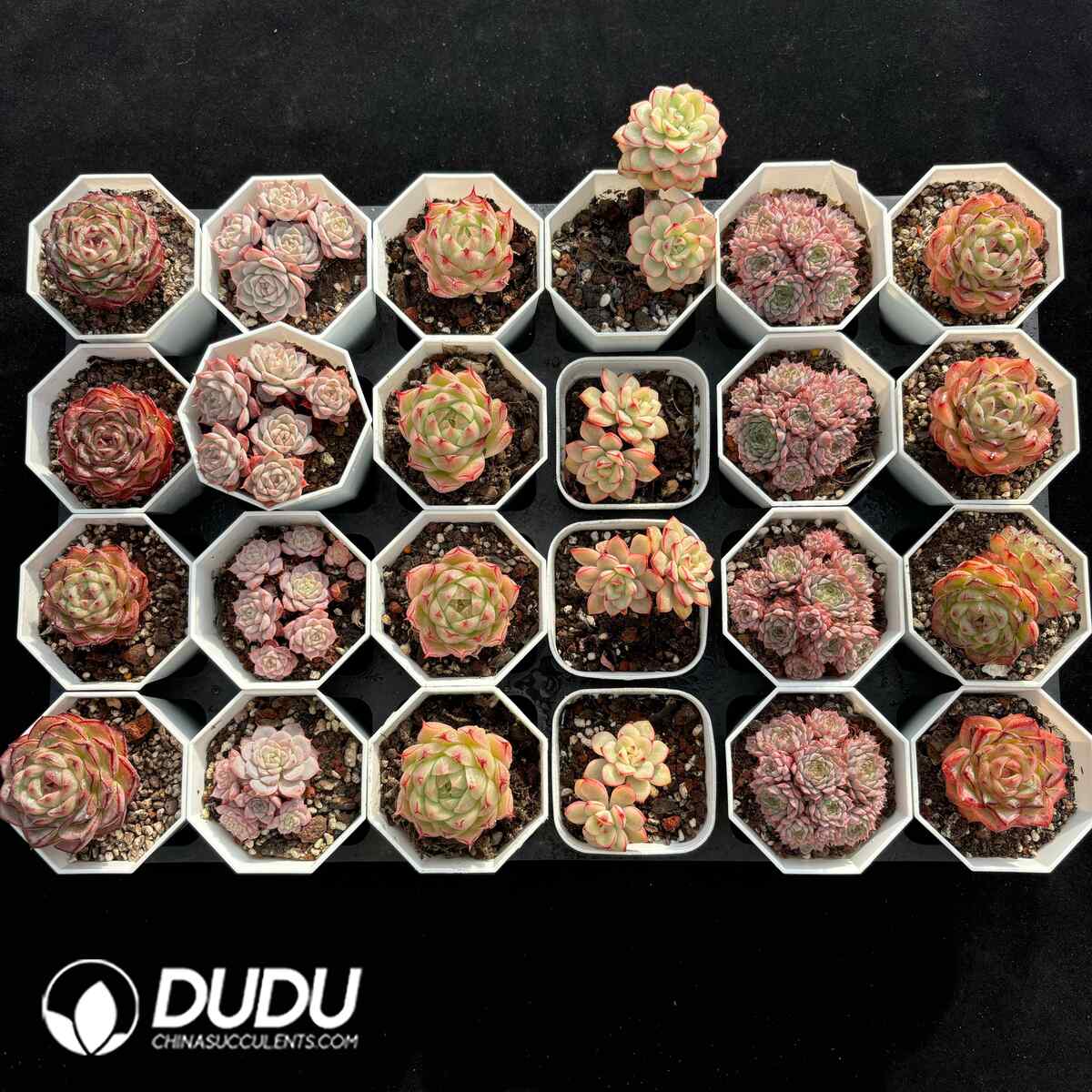 e201-1692.jpg XX Echeveria Collocation 8 - Image 1