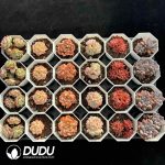 XX Echeveria Collocation 9