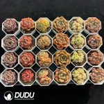 XX Echeveria Collocation 10