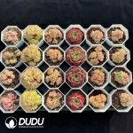 XX Echeveria Collocation 11