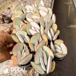 Cotyledon orbiculata Hakubi