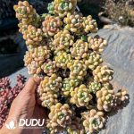 Sedum Cherry Blossom Rolly Old Pile Cluster