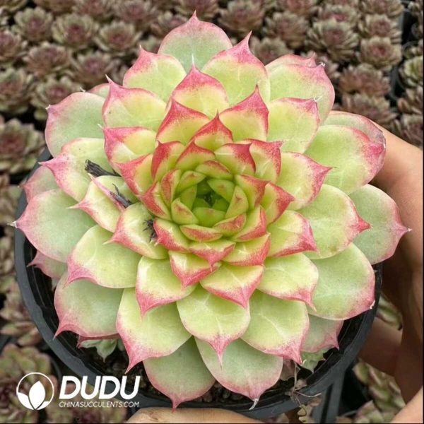 e201-17.jpg Echeveria National Beauty - Image 1