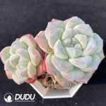 Echeveria Ice Jade Double Heads