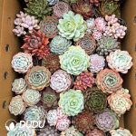 Echeveria 41pcs Premium Ramdom Collocation