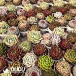 Echeveria 112pcs Premium Ramdom Collocation