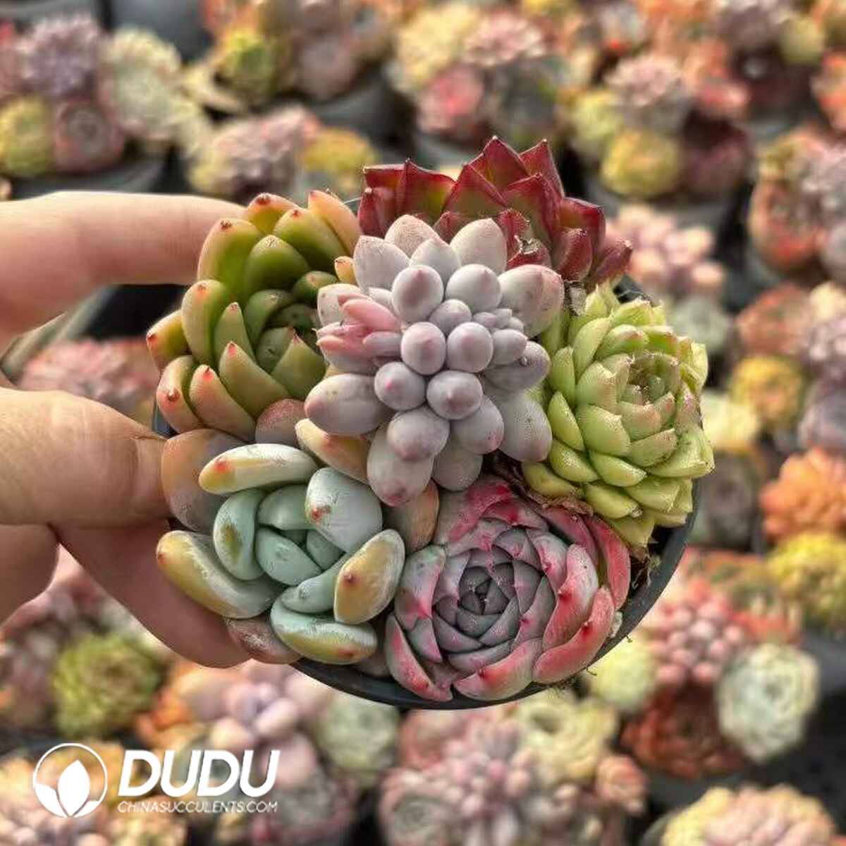 e201-1703.jpg 41 Pcs Echeveria Collocation - Image 1