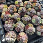 18 Pcs Echeveria Collocation