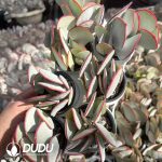 Cotyledon orbiculata Hakubi Clustering