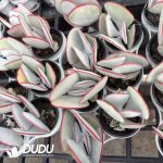 Cotyledon orbiculata Hakubi