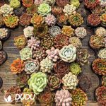 Echeveria 60pcs Ramdom Collocation