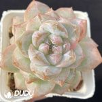 Echeveria Pink Diamond