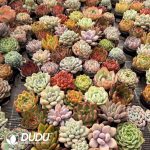 Echeveria 300pcs Ramdom Collocation