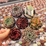 Echeveria 42pcs Ramdom Collocation