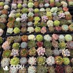 Echeveria 50pcs Ramdom Collocation