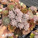 Echeveria Mix 9pcs Collocation