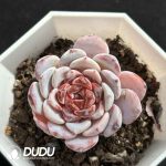 Echeveria Sugar Hearted Snow Lotus