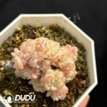 Echeveria An 093 Clustering