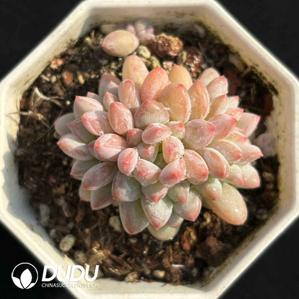 e201-1717.jpg Echeveria Ice Cream Clustering - Image 1