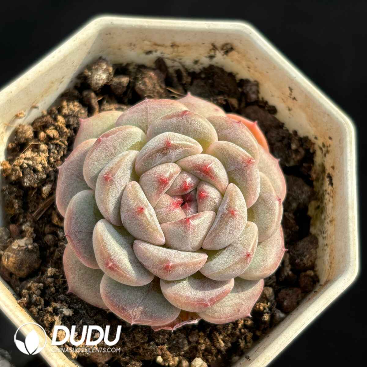 e201-1718.jpg Echeveria Ning 18 - Image 1