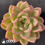 Echeveria Charm