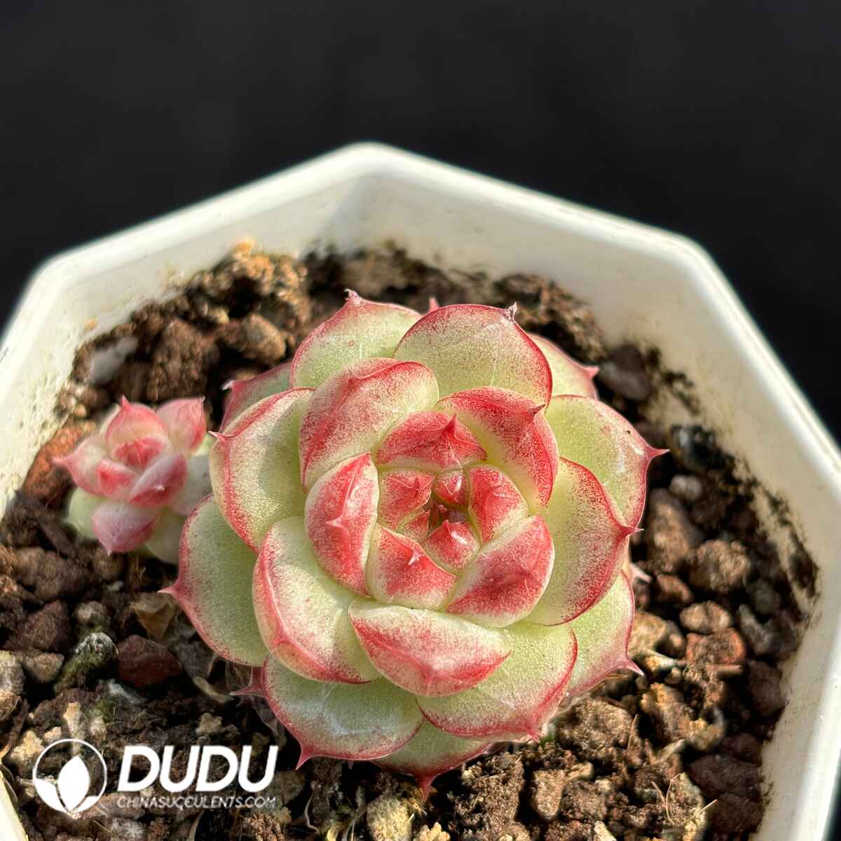 e201-1720.jpg Echeveria W8-008 - Image 1