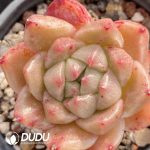 Echeveria Quartz Petrified