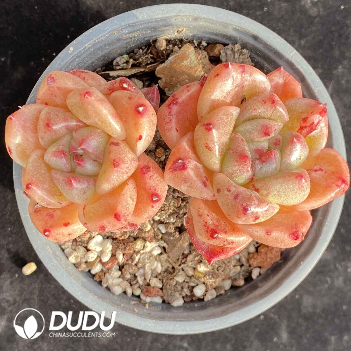 e201-1722.jpg Echeveria Quartz Petrified Double Head - Image 1