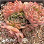 Echeveria Green Ghost Clustering