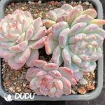 Echeveria Beauty Petrified Clustering