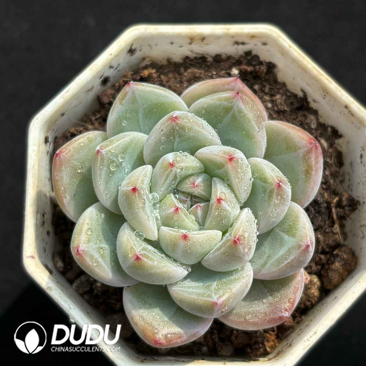 e201-1725.jpg Echeveria Hybrid No.1 - Image 1