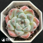 Echeveria Hybrid No.2