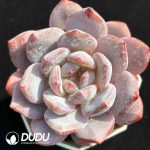 Echeveria Hybrid No.3