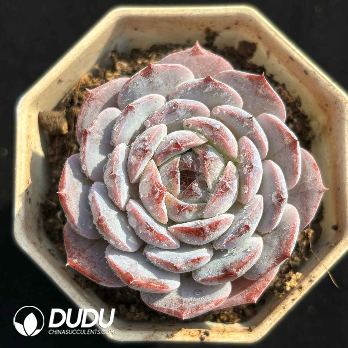 e201-1728.jpg Echeveria Hybrid No.4 - Image 1