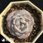 Echeveria Hybrid No.5