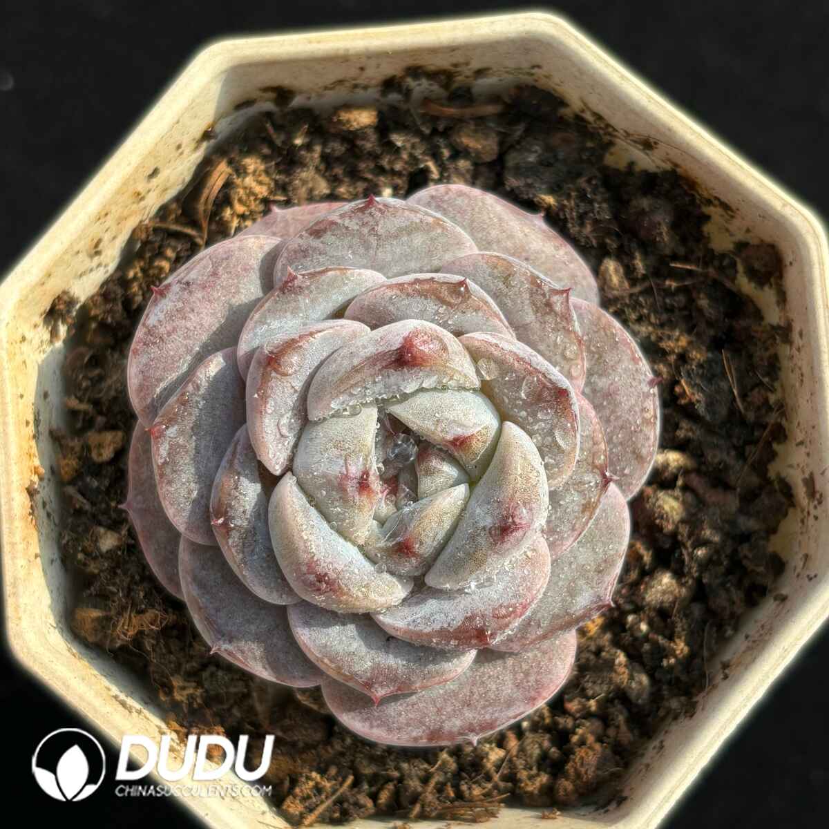 e201-1729.jpg Echeveria Hybrid No.5 - Image 1