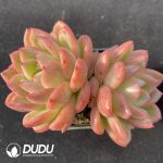 Echeveria Charm Double Heads