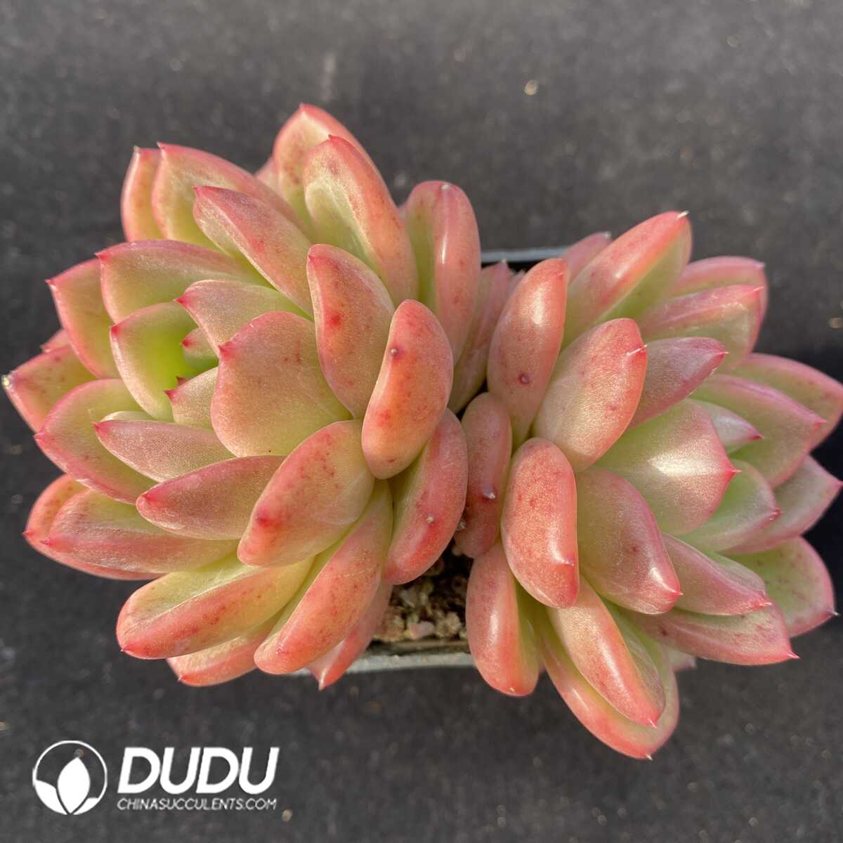 e201-173.jpg Echeveria Charm Double Heads - Image 1