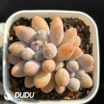 Graptopetalum Glutinous Rice Ball Double Head