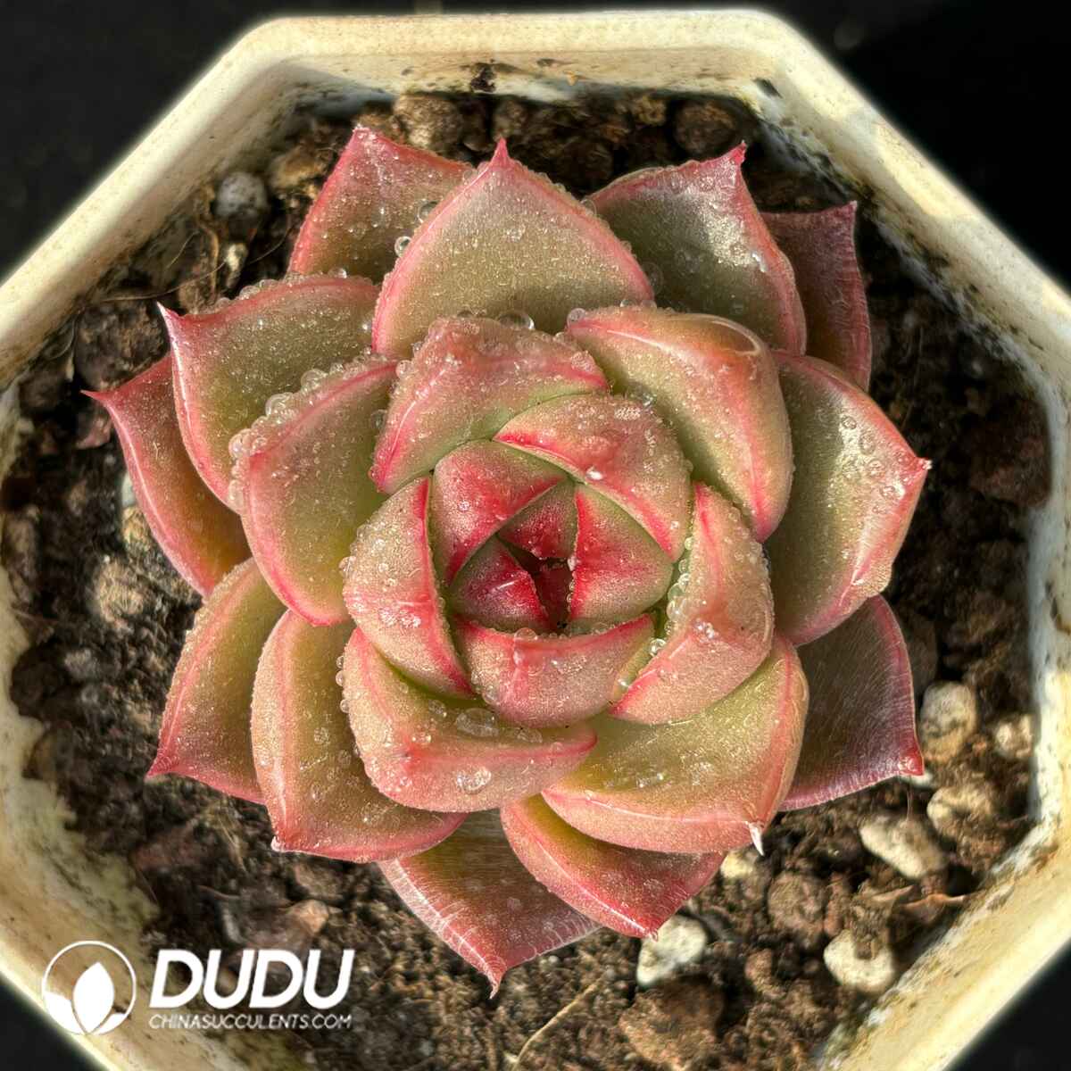 e201-1731.jpg Echeveria Hybrid No.7 - Image 1