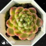 Echeveria Korean Water Ghost