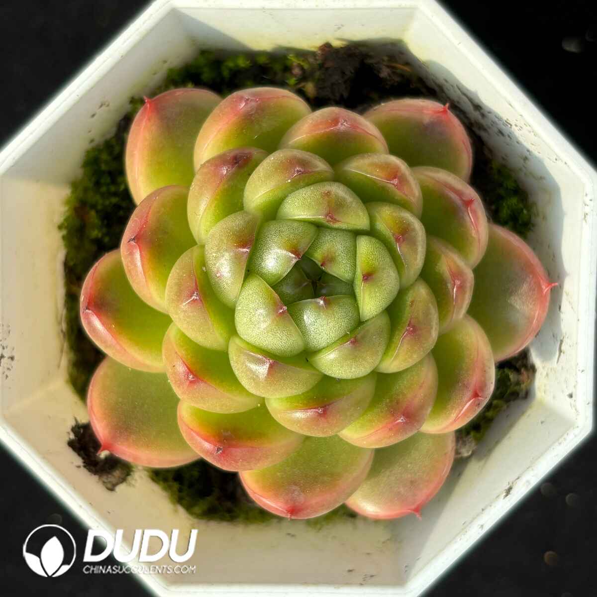 e201-1732.jpg Echeveria Korean Water Ghost - Image 1